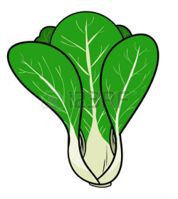 chinese cabbage clipart | Clipart Station