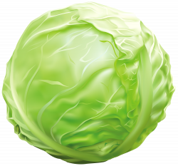 Cabbage PNG Clipart Image | Gallery Yopriceville - High-Quality ...