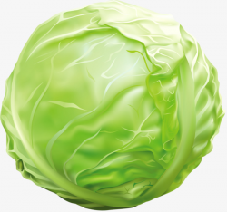 Green Cabbage, Hand Painted, Animation, Green PNG Image and Clipart ...