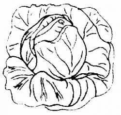 Cabbage Clipart Black And White - Letters