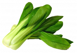 Bok Choy PNG Image - PurePNG | Free transparent CC0 PNG Image Library