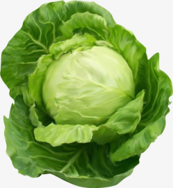 Cabbage, Vegetables, Green, Cabbage Clipart PNG Image and Clipart ...