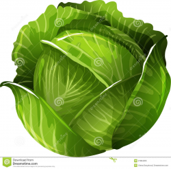 Cabbage Clipart | Quotes to remember | Pinterest | Cabbage and ...