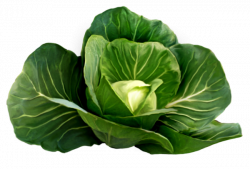 Cabbage Picture Clipart | Stickers | Pinterest | Cabbage, Clip art ...