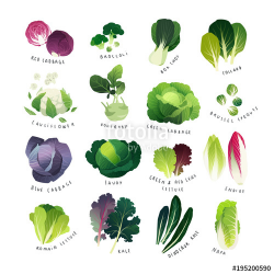Clip art cabbage collection with broccoli, bok choy, cauliflower ...