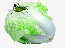 Chinese Cabbage, Vegetables, Chinese Clipart, Cabbage Clipart PNG ...
