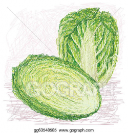Vector Illustration - Napa cabbage with cross section. EPS Clipart ...