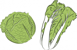 chinese cabbage clipart 3 | Clipart Station