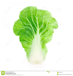 chinese cabbage clipart 10 | Clipart Station