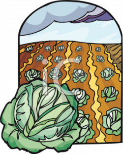 Field of Cabbage Clip Art Picture - foodclipart.com