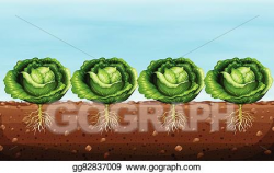 Clip Art Vector - Cabbage plants on the ground. Stock EPS ...