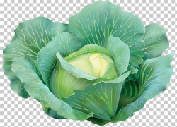 Cabbage Vegetable PNG, Clipart, Brassica, Brassica Oleracea ...