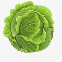 Cabbage, Bun, Vegetables, Plant PNG Image and Clipart for Free Download