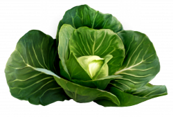 Cabbage | Cabbage | Cabbage, Vegetables, Fruits, veggies