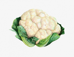 Cauliflower, Vegetables, Illustration PNG Image and Clipart for Free ...