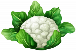 Cauliflower PNG Clip Art - Best WEB Clipart