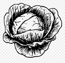 Cabbage - Clip Art Picture Of Cabbage - Png Download ...