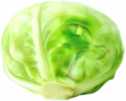 Cabbage Free PNG Clip Art Image | ClipArt | Pinterest | Art images ...