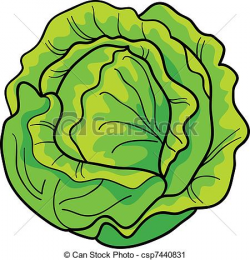 Cabbage Clipart & Look At Clip Art Images - ClipartLook