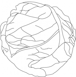 Cabbage Drawing at GetDrawings.com | Free for personal use Cabbage ...