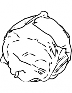 Cabbage coloring page | Free Printable Coloring Pages