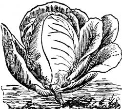 Cabbage | ClipArt ETC