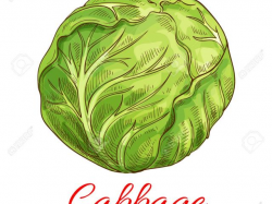 Cabbage Clipart cabbage patch - Free Clipart on Dumielauxepices.net
