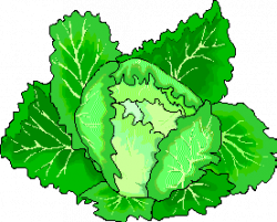Cabbage clipart animated - Pencil and in color cabbage clipart animated