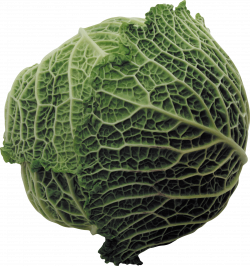 Green Cabbage transparent PNG - StickPNG