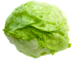 lettuce - KinderSay - Clip Art Library
