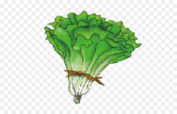 Cabbage Leaf vegetable Lettuce - Cartoon green cabbage png download ...