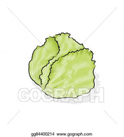 Vector Clipart - Iceberg lettuce. Vector Illustration gg84400214 ...
