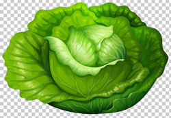 Iceberg Lettuce Cabbage Vegetable PNG, Clipart, Cabbage ...