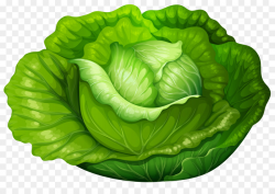 Iceberg lettuce Cabbage Vegetable Clip art - cabbage png download ...