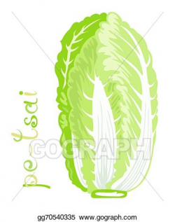 Vector Stock - Chinese cabbage. Clipart Illustration gg70540335 ...