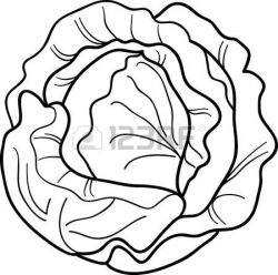 Cabbage clipart black and white - Pencil and in color cabbage ...