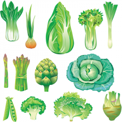 28+ Collection of Green Leafy Vegetables Clipart | High quality ...