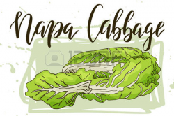 Cabbage clipart - PinArt | Cabbage vegetable: fresh green cabbage ...