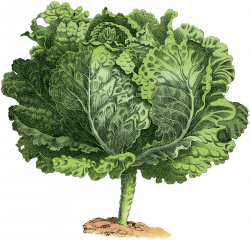 Vintage Garden Image - Lettuce - The Graphics Fairy
