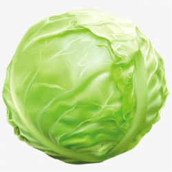 Cabbage Png Clipart Image Graphics Pinterest Images ...