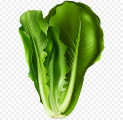 Romaine lettuce Lettuce sandwich Vegetable Clip art - Lettuce PNG ...