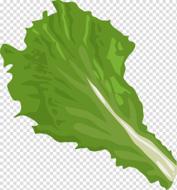 Iceberg lettuce Romaine lettuce Vegetable , Big Leaves ...