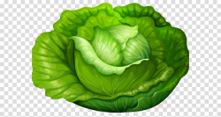green leaf cabbage lettuce leaf vegetable clipart - Green ...