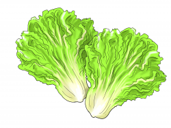 28+ Collection of Lettuce Leaf Drawing | High quality, free cliparts ...