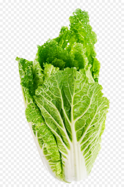 Romaine lettuce Celtuce Butterhead lettuce Vegetable - Lettuce Leaf ...