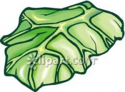 Leaf of Lettuce - Royalty Free Clipart Picture