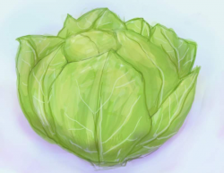 Lettuce Leaf Drawing at GetDrawings.com | Free for personal use ...