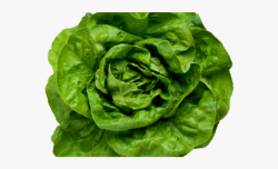 Lettuce Clipart Sad - Lettuce Top View Png #1432335 - Free ...