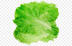 Romaine lettuce Hamburger Salad Clip art - lettuce png download ...