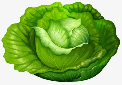 Hand-painted Cabbage Lettuce, Hand Painted, Cabbage, Lettuce PNG ...